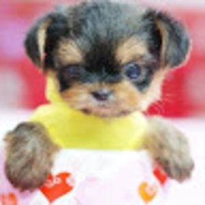 Meet your Posher, Rose